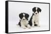 Two Border Collie Puppies-Mark Taylor-Framed Stretched Canvas