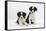 Two Border Collie Puppies-Mark Taylor-Framed Stretched Canvas