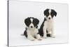 Two Border Collie Puppies-Mark Taylor-Stretched Canvas