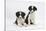 Two Border Collie Puppies-Mark Taylor-Stretched Canvas