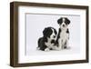 Two Border Collie Puppies-Mark Taylor-Framed Photographic Print