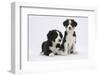 Two Border Collie Puppies-Mark Taylor-Framed Photographic Print