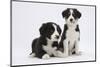 Two Border Collie Puppies-Mark Taylor-Mounted Photographic Print