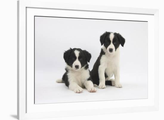 Two Border Collie Puppies-Mark Taylor-Framed Photographic Print