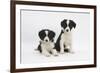 Two Border Collie Puppies-Mark Taylor-Framed Photographic Print