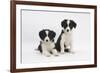 Two Border Collie Puppies-Mark Taylor-Framed Photographic Print