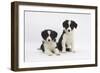 Two Border Collie Puppies-Mark Taylor-Framed Photographic Print