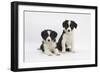 Two Border Collie Puppies-Mark Taylor-Framed Photographic Print