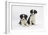 Two Border Collie Puppies-Mark Taylor-Framed Photographic Print