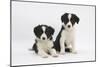 Two Border Collie Puppies-Mark Taylor-Mounted Photographic Print