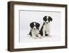 Two Border Collie Puppies-Mark Taylor-Framed Photographic Print