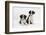 Two Border Collie Puppies-Mark Taylor-Framed Photographic Print