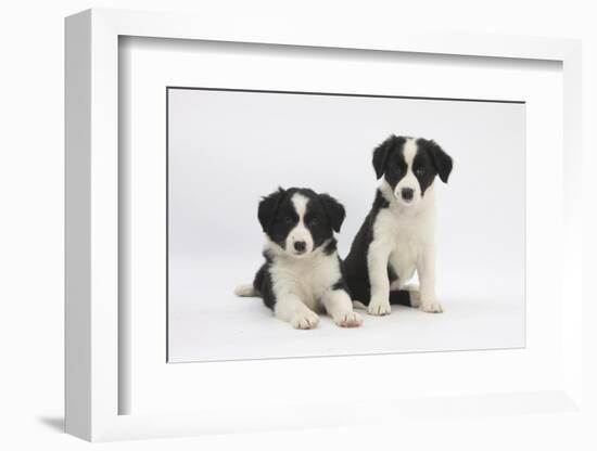 Two Border Collie Puppies-Mark Taylor-Framed Photographic Print