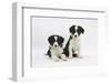 Two Border Collie Puppies-Mark Taylor-Framed Photographic Print