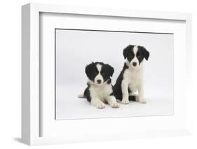 Two Border Collie Puppies-Mark Taylor-Framed Photographic Print