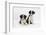 Two Border Collie Puppies-Mark Taylor-Framed Photographic Print