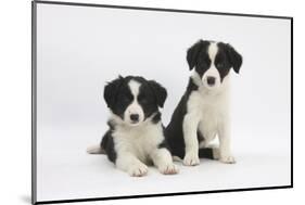 Two Border Collie Puppies-Mark Taylor-Mounted Photographic Print