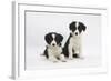 Two Border Collie Puppies-Mark Taylor-Framed Photographic Print