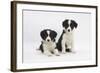 Two Border Collie Puppies-Mark Taylor-Framed Photographic Print