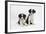 Two Border Collie Puppies-Mark Taylor-Framed Photographic Print