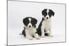 Two Border Collie Puppies-Mark Taylor-Mounted Photographic Print
