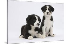 Two Border Collie Puppies-Mark Taylor-Stretched Canvas