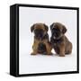 Two Border Terrier Puppies, 5 Weeks Old, Sitting Together-Jane Burton-Framed Stretched Canvas
