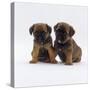 Two Border Terrier Puppies, 5 Weeks Old, Sitting Together-Jane Burton-Stretched Canvas