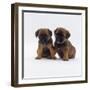 Two Border Terrier Puppies, 5 Weeks Old, Sitting Together-Jane Burton-Framed Photographic Print