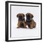 Two Border Terrier Puppies, 5 Weeks Old, Sitting Together-Jane Burton-Framed Photographic Print