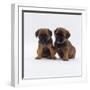 Two Border Terrier Puppies, 5 Weeks Old, Sitting Together-Jane Burton-Framed Photographic Print