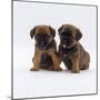 Two Border Terrier Puppies, 5 Weeks Old, Sitting Together-Jane Burton-Mounted Photographic Print