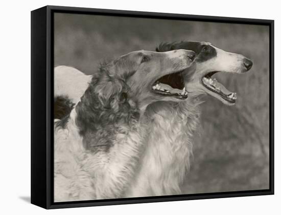 Two Borzois-null-Framed Stretched Canvas