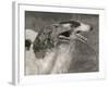 Two Borzois-null-Framed Photographic Print