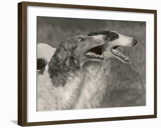 Two Borzois-null-Framed Photographic Print