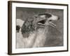 Two Borzois-null-Framed Photographic Print