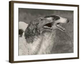 Two Borzois-null-Framed Photographic Print