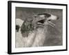 Two Borzois-null-Framed Photographic Print