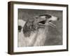 Two Borzois-null-Framed Photographic Print