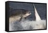 Two Bottlenose Dolphins (Tursiops Truncatus) Breaching, Moray Firth, Inverness-Shire, Scotland, UK-John Macpherson-Framed Stretched Canvas