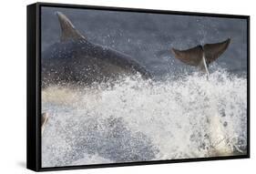 Two Bottlenose Dolphins (Tursiops Truncatus) Breaching, Moray Firth, Inverness-Shire, Scotland, UK-John Macpherson-Framed Stretched Canvas