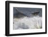 Two Bottlenose Dolphins (Tursiops Truncatus) Breaching, Moray Firth, Inverness-Shire, Scotland, UK-John Macpherson-Framed Photographic Print