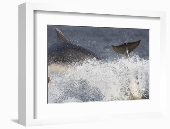 Two Bottlenose Dolphins (Tursiops Truncatus) Breaching, Moray Firth, Inverness-Shire, Scotland, UK-John Macpherson-Framed Photographic Print