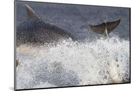 Two Bottlenose Dolphins (Tursiops Truncatus) Breaching, Moray Firth, Inverness-Shire, Scotland, UK-John Macpherson-Mounted Photographic Print