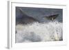 Two Bottlenose Dolphins (Tursiops Truncatus) Breaching, Moray Firth, Inverness-Shire, Scotland, UK-John Macpherson-Framed Photographic Print