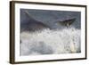 Two Bottlenose Dolphins (Tursiops Truncatus) Breaching, Moray Firth, Inverness-Shire, Scotland, UK-John Macpherson-Framed Photographic Print