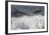 Two Bottlenose Dolphins (Tursiops Truncatus) Breaching, Moray Firth, Inverness-Shire, Scotland, UK-John Macpherson-Framed Photographic Print