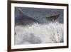 Two Bottlenose Dolphins (Tursiops Truncatus) Breaching, Moray Firth, Inverness-Shire, Scotland, UK-John Macpherson-Framed Photographic Print