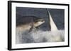 Two Bottlenose Dolphins (Tursiops Truncatus) Breaching, Moray Firth, Inverness-Shire, Scotland, UK-John Macpherson-Framed Photographic Print