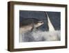 Two Bottlenose Dolphins (Tursiops Truncatus) Breaching, Moray Firth, Inverness-Shire, Scotland, UK-John Macpherson-Framed Photographic Print